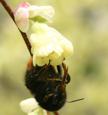 Hummel-in-Bluete.jpg